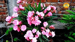 oleander a great summer bloomer how to grow in pot [upl. by Kcyred143]