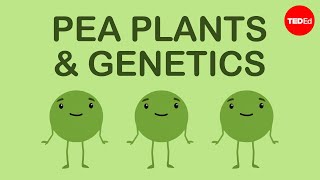 How Mendels pea plants helped us understand genetics  Hortensia Jiménez Díaz [upl. by Hefter]