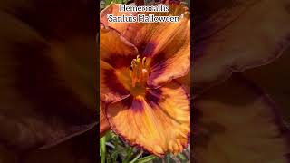 Hemerocallis ‘Sanluis Halloween’ flowers fleurs daylily daylilies halloween plants garden [upl. by Verene]