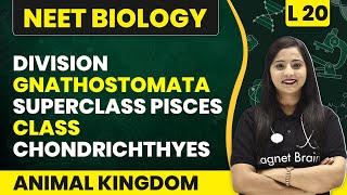 Division Gnathostomata Superclass Pisces Class Chondrichthyes  Animal Kingdom L20  NEET Biology [upl. by Anestassia726]