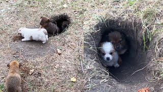 4 puppies shivering hiding in a small hole crying for their mother in the cold [upl. by Miett]