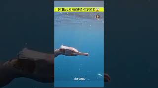 This Bird Is Dangerous For Fishes Cormorant Bird😱shortvideotrendingviralviralvideoshortsyt [upl. by Atelahs997]