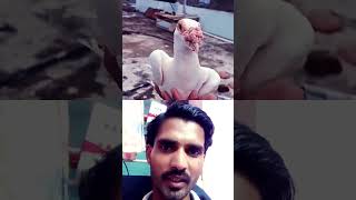 Old line pigeonshortsfeed yt nagercoilpigeons kabootar kabootarlovers [upl. by Tonry]