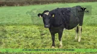 Available Immediately 30 Spring Calving Heifers in Ireland [upl. by Arlina]