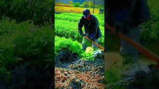 large and abundant ginger harvest shorts [upl. by Heppman]