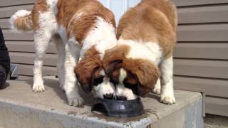 Nymeria the Saint Bernard 3 months  1 Year [upl. by Thynne556]