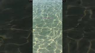 Una riunione di pesci puglia mare salento pesci sea trip vacanze vlog shorts spiaggia [upl. by Tigirb387]