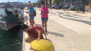 Turtle Spotting in Argostoli Kefalonia Short Clip argostolikefalonia [upl. by Tnert4]