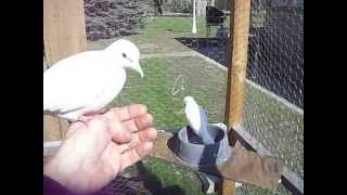 Ringneck Doves Make Great Pets [upl. by Aidnama]