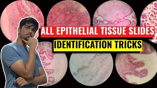 All Epithelial Tissue Identification Tricks  Anatomy Practicals Histology  1st Year MBBS IOM TU [upl. by Ahto479]