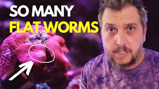 How I Got Rid of Flat Worms in My Reef Aquarium Cleaning Corals [upl. by Teraj778]