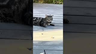 T the Cat serving extra judgmental stares✨ cat short shortvideo shortsvideo shorts shortsfeed [upl. by Scherman]