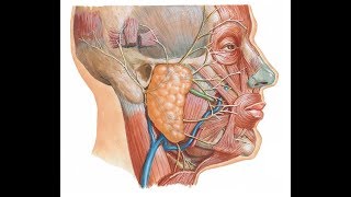 Surface anatomy of parotid gland and duct DR SAMEH GHAZY [upl. by Bartolemo]