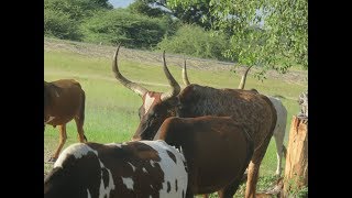 Sacred Cows of Ovawambo [upl. by Spillar]