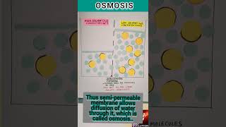 Semipermeable membrane allows osmosis PART 3 cellmembrane only allows solvent water to pass [upl. by Kamp]