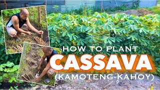 PLANTING CASSAVA KAMOTENG KAHOY OUTSIDE THE FENCE l Backyard Gardening l FoodPH Atbp [upl. by Otirecul]