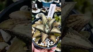 Haworthia Koelmaniorum T2 haworthia haworthiapakistan plumpysucculentsexotics cactus succulent [upl. by Eelitan720]