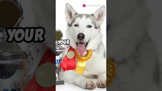 Siberian Husky vs Alaskan Husky The Ultimate Showdown [upl. by Linet]