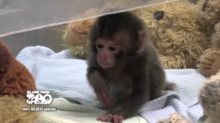 Baby Japanese Macaque at Blank Park Zoo [upl. by Allan]