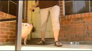 Texas pig wins right to be called a pet [upl. by Aleunam]