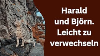 Als die Katzen mit der Fähre in die Berge fuhren [upl. by Dael]