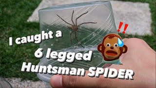 I got a new 6legged HUNTSMAN SPIDER [upl. by Aiepoissac]