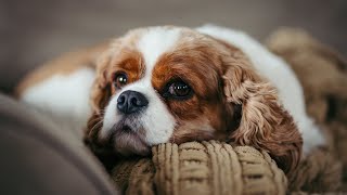 Cavalier King Charles Spaniel Pros amp Cons [upl. by Cheria]