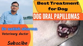 Oral Papillomas In Dogs Important Tips About Dog Warts In The Mouth उपचार से पूरी तरह ठीक हुआ dog [upl. by Torrell]