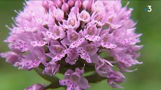 Isère  dans le massif de la Chartreuse ce sentier vous emmène à la découverte des orchidées [upl. by Hortensa]