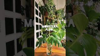 How to Propagate Monstera Albo Easy Way 🌴 shorts greenfriends8901 FlowerLovers [upl. by Gnos]