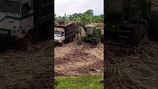 Semi mechanical harvesting for sugar cane pa subscribe po salamat [upl. by Broeder]