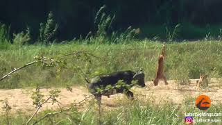 Weird and wonderful Kruger Buffalo launches lion into air to save lizard [upl. by Sidoeht]