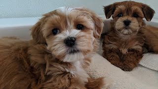 Adorable AKC Red Havanese Puppies  California Havanese [upl. by Airekat]