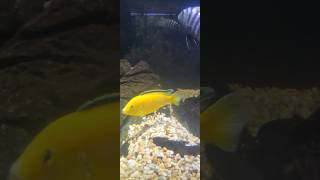 Yellow Cichlid Fish 🐟🌞👍 [upl. by Nesaj]