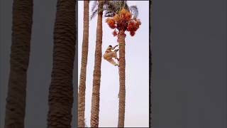 Super Skill Date Palm Harvesting satisfying HappyFarm85 [upl. by Brookhouse]