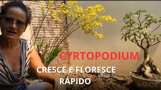 Assim seu cyrtopodium cresce e floresce rápido [upl. by Ahtnammas]