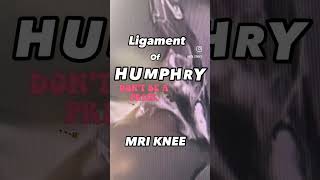 knee ligaments MRI humphrey [upl. by Aliehs]