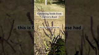 Gathering Seeds from Culver’s Root a missouri native wildflowers seeds flowers perennial [upl. by Anelec]