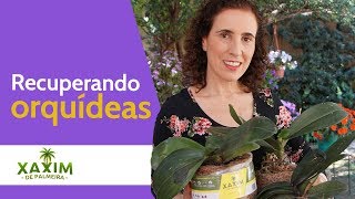 ♻ Salvando Orquídeas Abandonadas  Nô Figueiredo [upl. by Llehsyar]