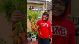 Harvesting Carrots 🥕 😋 garden shorts carrot [upl. by Dric465]