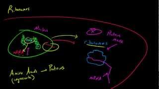 Biology Lecture  21  Ribosomes [upl. by Arayk]