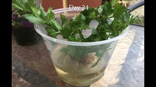 How to grow celery from a cutting [upl. by Drooff]