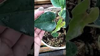 Anthurium Brownii Corong Variegata [upl. by Berl]