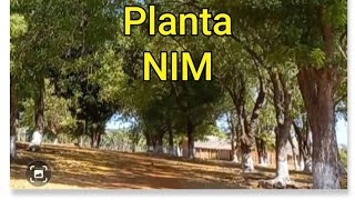 Benefícios da planta NimNeem [upl. by Isewk]