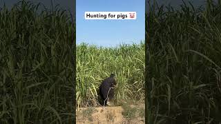 Hunting for pigs 🐷 hunting pigs farming hunter pigs [upl. by Atalaya312]