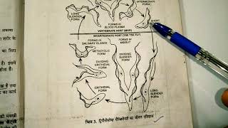 life cycle of trypanosoma  applied and economic zoology BSc 3rd year [upl. by Gnilrits]