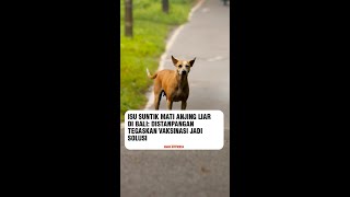 Isu Suntik Mati Anjing Liar di Bali Distanpangan Tegaskan Vaksinasi Jadi Solusi [upl. by Atileda]