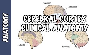 Clinical Anatomy  Cerebral Cortex lobes injury and clinical signs [upl. by Kwang359]