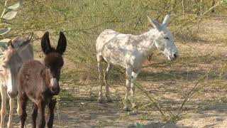 Plowing into the Future Donkeys Revolutionize Agriculture Practices [upl. by Yand525]