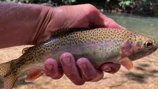 Little Piney Creek Fly Fishing amp Lures Trout wild rainbow in Missouri  Blue Ribbon Area [upl. by Nunci]